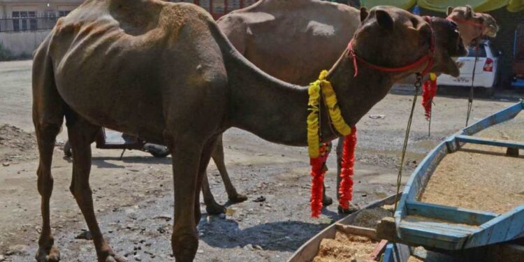 J&K govt bans slaughter of bovines, camels on Eid ...